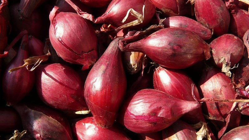 Varieties of Family onions and their characteristics