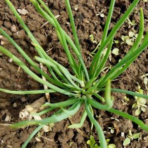 Varieties of Family onions and their characteristics