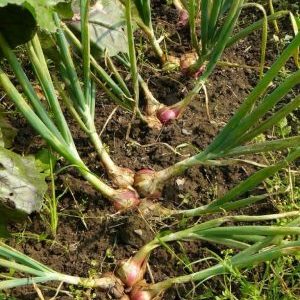 Varieties of Family onions and their characteristics