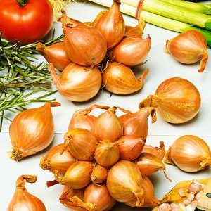 Varieties of Family onions and their characteristics