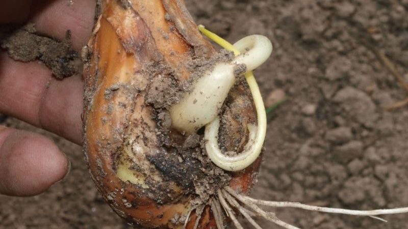 What to do if the onion rots in the garden and why it happens