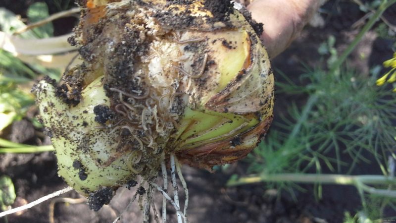 What type of worm is the onion nematode, and how to deal with it