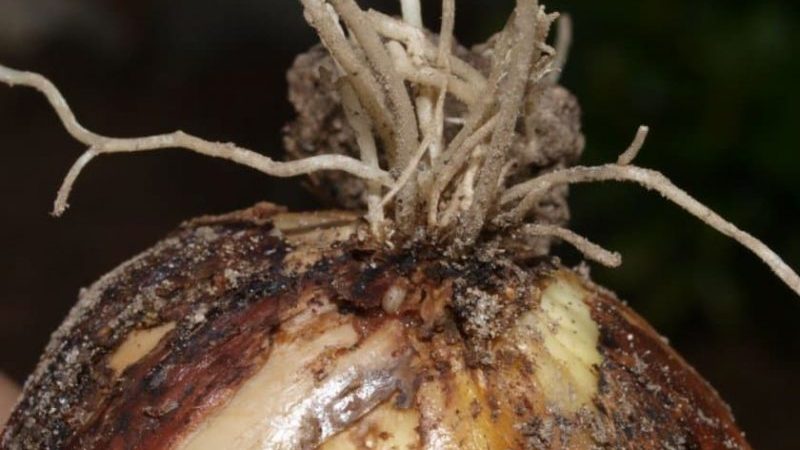 What type of worm is the onion nematode, and how to deal with it