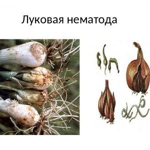 What type of worm is the onion nematode, and how to deal with it
