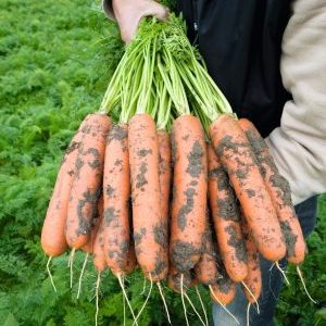 High-yielding first-generation carrot hybrid: Baltimore f1