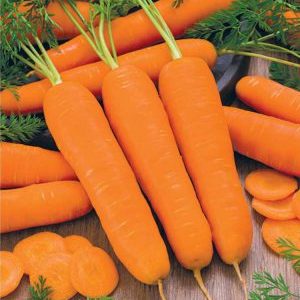 High-yielding first-generation carrot hybrid: Baltimore f1