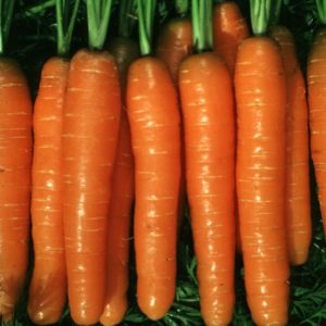 High-yielding first-generation carrot hybrid: Baltimore f1