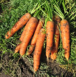Late-ripening table hybrid of Bolero f1 carrots: description and features of cultivation