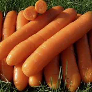Late-ripening table hybrid of Bolero f1 carrots: description and features of cultivation