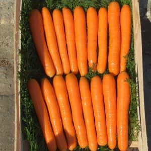 Late-ripening table hybrid of Bolero f1 carrots: description and features of cultivation