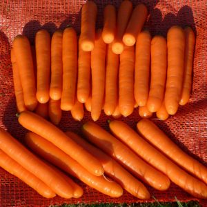Late-ripening table hybrid of Bolero f1 carrots: description and features of cultivation