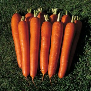 The best varieties of carrots - photos and detailed descriptions, reviews