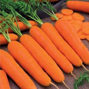 Late ripe and high-yielding carrots Emperor: variety description