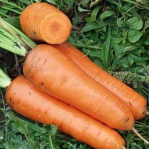 Carrot hybrid for long-term storage Canada f1