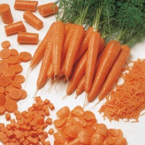 Amsterdam early ripe carrot variety Touchon