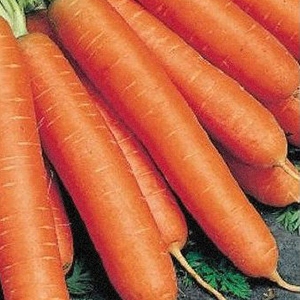 Amsterdam early ripe carrot variety Touchon