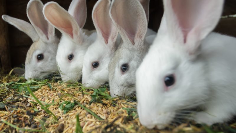 Is it possible to give rye to rabbits, chickens, pigs and cows