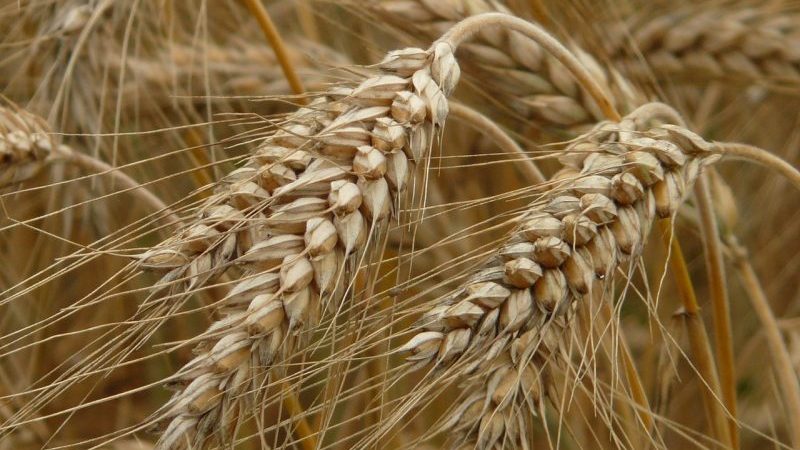 Is it possible to give rye to rabbits, chickens, pigs and cows