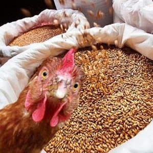 Is it possible to give rye to rabbits, chickens, pigs and cows