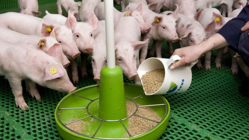 Is it possible to give rye to rabbits, chickens, pigs and cows
