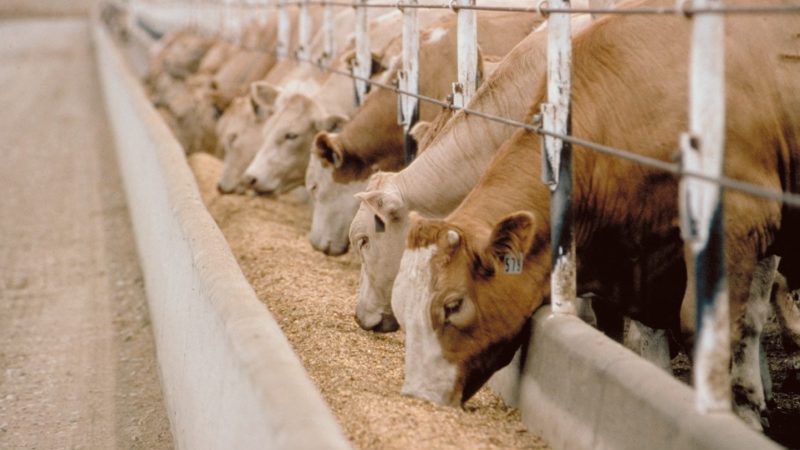 Is it possible to give rye to rabbits, chickens, pigs and cows