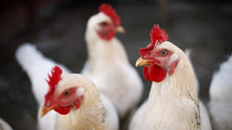 Is it possible to give rye to rabbits, chickens, pigs and cows