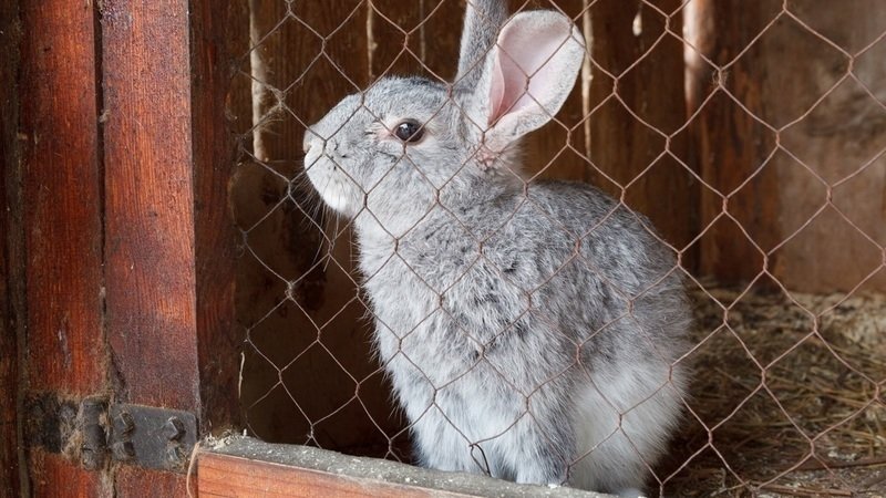 Is it possible to give rye to rabbits, chickens, pigs and cows
