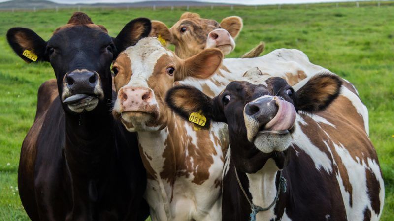 Is it possible to give rye to rabbits, chickens, pigs and cows