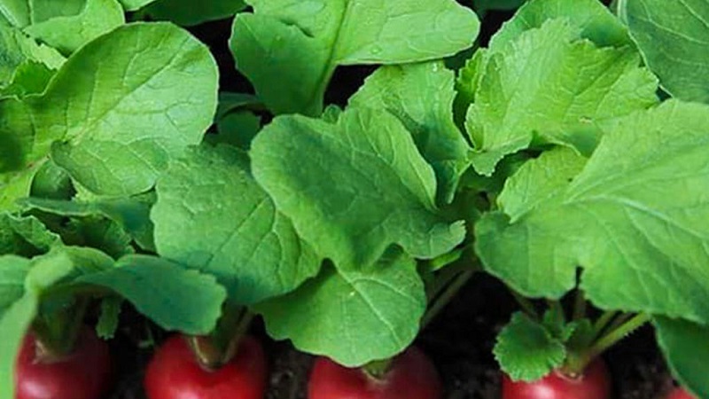 Is it possible to eat the stem and leaves of a radish
