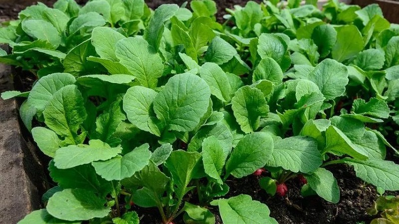 Is it possible to eat the stem and leaves of a radish