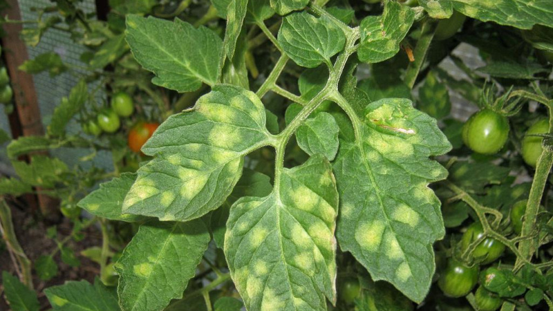 What to do if yellow spots appear on the leaves of tomatoes: we diagnose the cause and effectively fight it