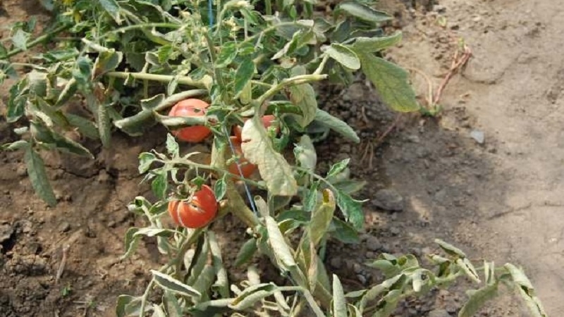 What to do if yellow spots appear on the leaves of tomatoes: we diagnose the cause and effectively fight it