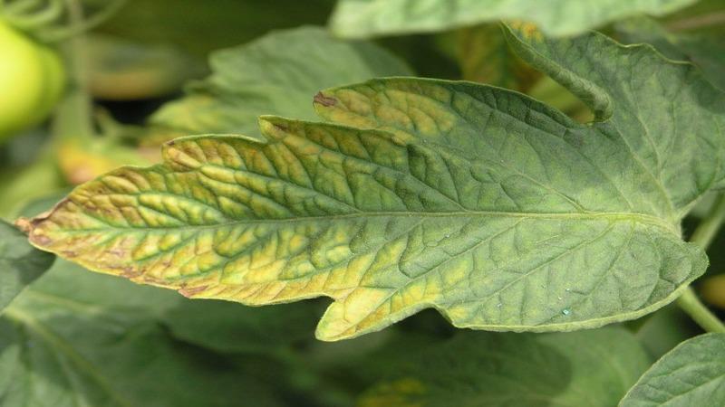 What to do if yellow spots appear on the leaves of tomatoes: we diagnose the cause and effectively fight it