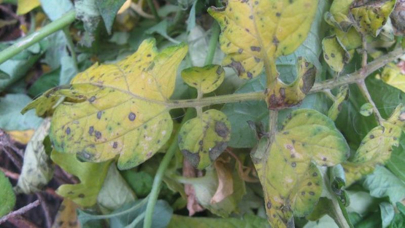 What to do if yellow spots appear on the leaves of tomatoes: we diagnose the cause and effectively fight it