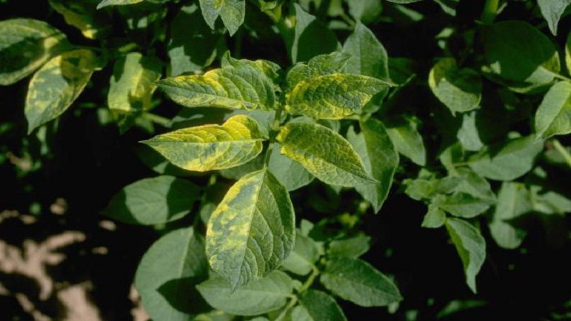 What to do if yellow spots appear on the leaves of tomatoes: we diagnose the cause and effectively fight it
