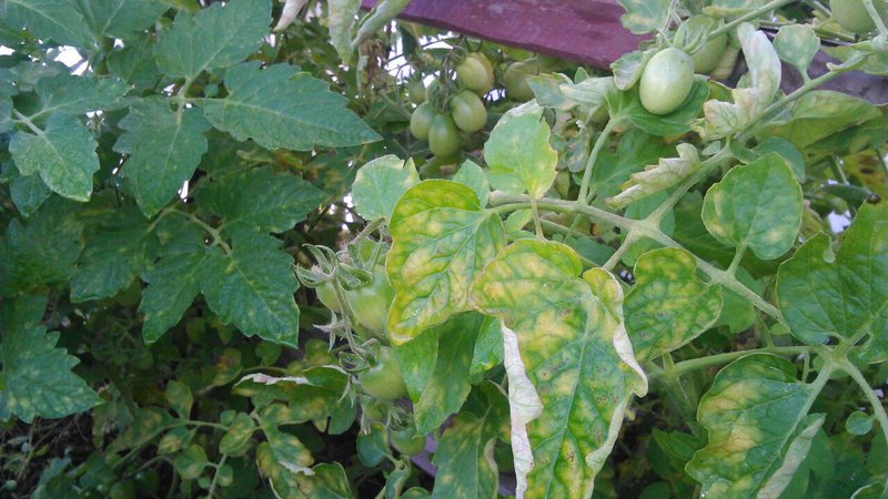 What to do if yellow spots appear on the leaves of tomatoes: we diagnose the cause and effectively fight it