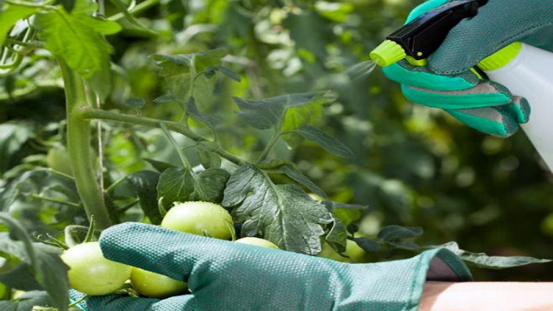 What to do if yellow spots appear on the leaves of tomatoes: we diagnose the cause and effectively fight it
