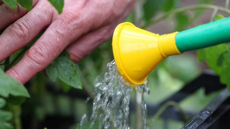 What to do if yellow spots appear on the leaves of tomatoes: we diagnose the cause and effectively fight it