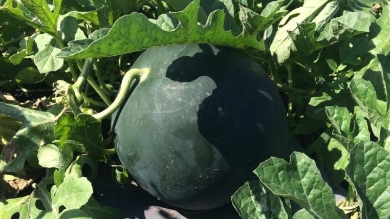 The names of early varieties of watermelons for open ground and reviews about them