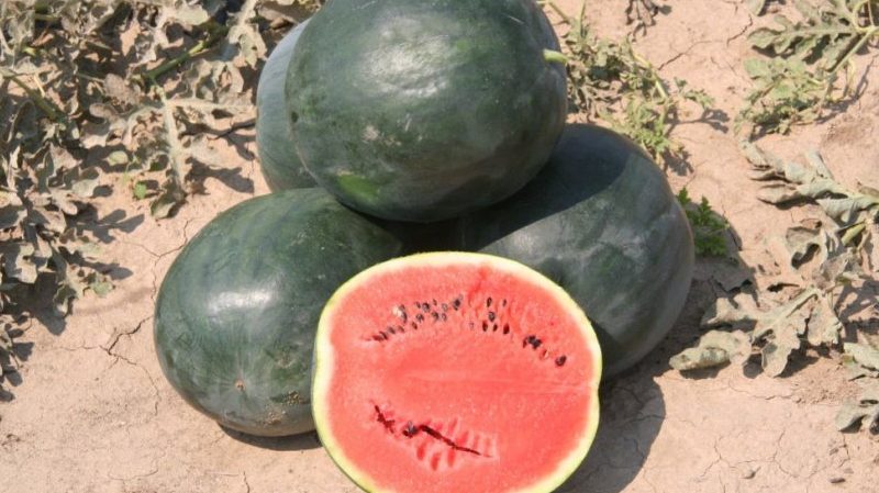 The names of early varieties of watermelons for open ground and reviews about them
