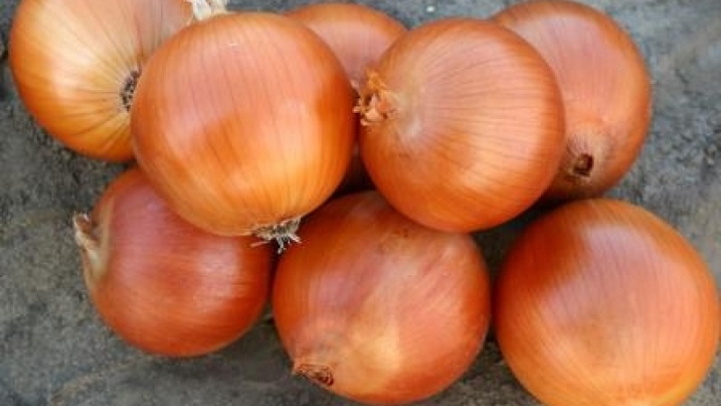 Unpretentious and frost-resistant onion variety Turbo