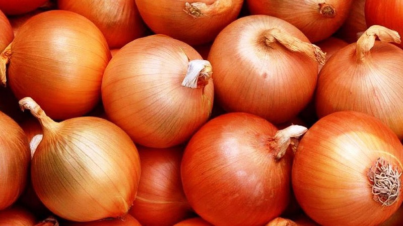 Unpretentious and frost-resistant onion variety Turbo