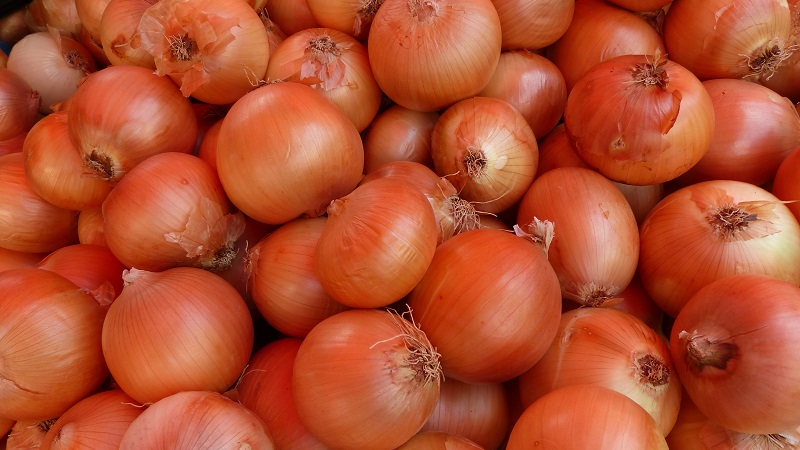 Unpretentious and frost-resistant onion variety Turbo