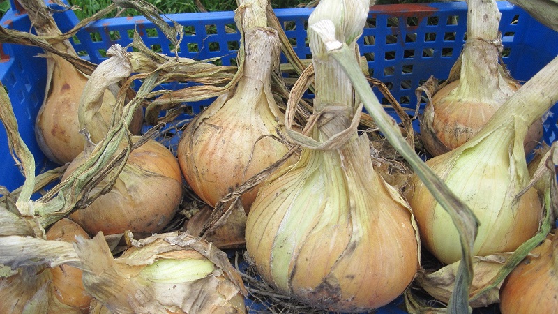 Unpretentious and frost-resistant onion variety Turbo
