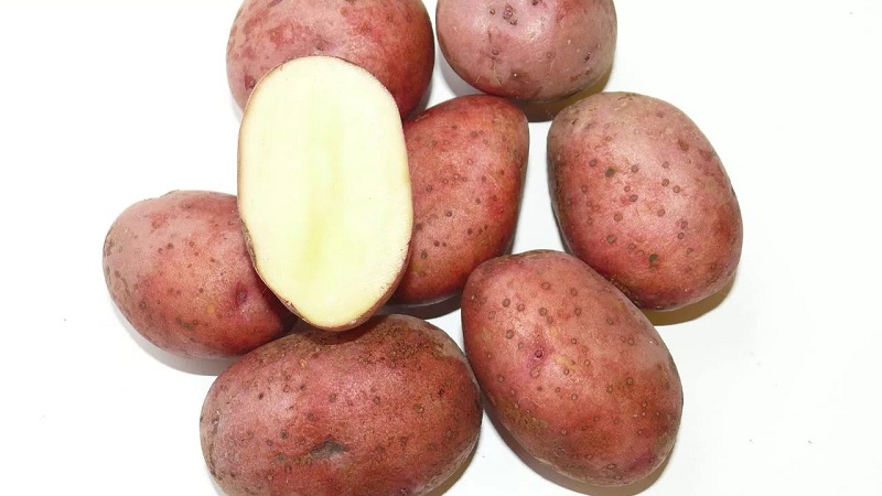 Unpretentious early ripe potato variety Lyubava for long-term storage