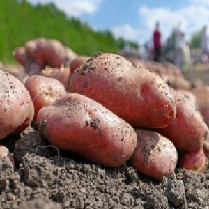Unpretentious early ripe potato variety Lyubava for long-term storage