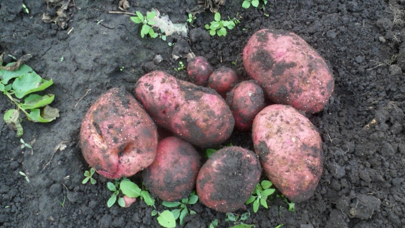 Unpretentious early ripe potato variety Lyubava for long-term storage