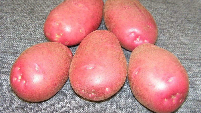Unpretentious early ripe potato variety Lyubava for long-term storage