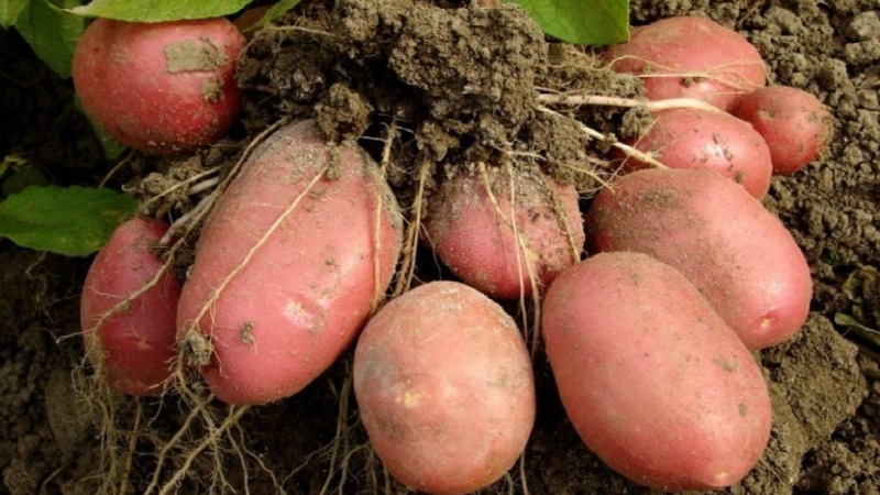 Unpretentious early ripe potato variety Lyubava for long-term storage