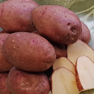 Unpretentious early ripe potato variety Lyubava for long-term storage